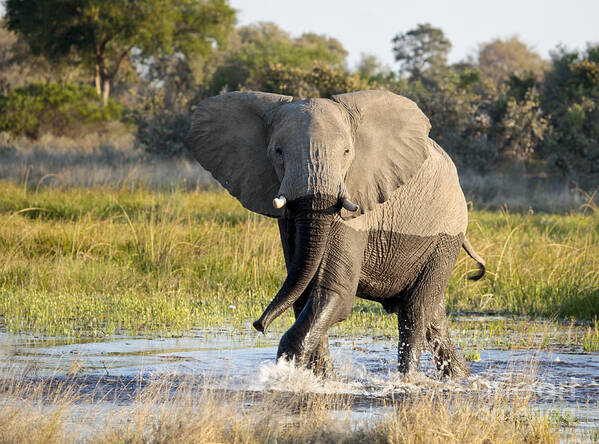 African Elephant Poster featuring the photograph African Elephant mock-charging by Liz Leyden