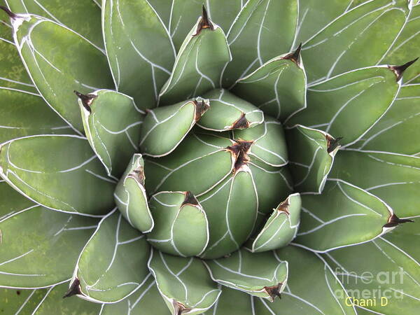 Agave Poster featuring the photograph Agave by Chani Demuijlder