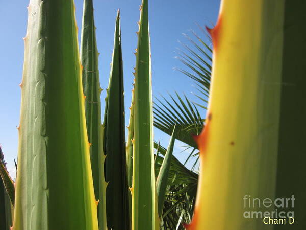 Agave Poster featuring the photograph Agaves and palm trees by Chani Demuijlder