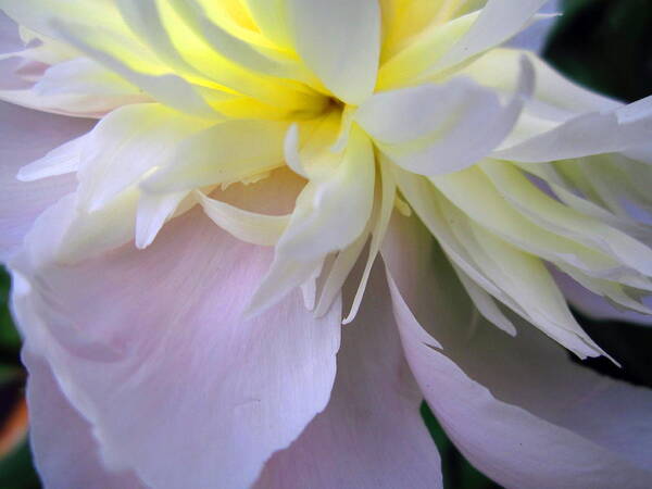 Peony Poster featuring the photograph Almost Feathers by Cynthia Clark