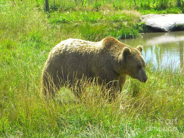 Grizzly Bear Poster featuring the photograph Alone Grizzly by Kim Petitt