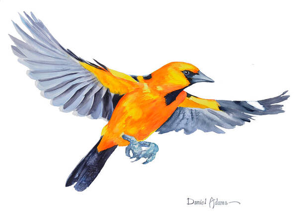 Bird Poster featuring the painting DA200 Altimira Oriole by Daniel Adams by Daniel Adams