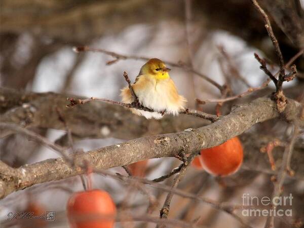 Mccombie Poster featuring the photograph American Goldfinch in Winter by J McCombie