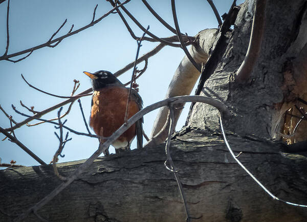 Robin Poster featuring the photograph American Robin by Holden The Moment