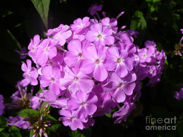 Purple Poster featuring the photograph Amethyst Hardy Phlox by Lingfai Leung