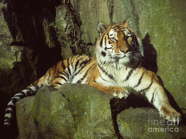 Amur Poster featuring the photograph Amur Tiger by Phil Banks