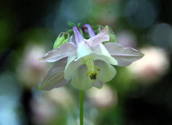 Columbine Poster featuring the photograph Angelic Aquilegia by Andrea Lazar