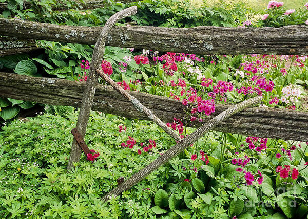 Garden Poster featuring the photograph Antique Plow Handles by Alan L Graham