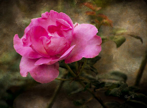 : Penny Lisowski Poster featuring the photograph Antique Rose by Penny Lisowski