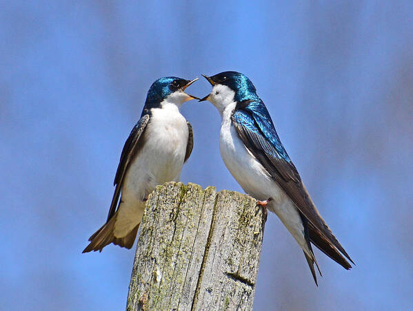 Bird Poster featuring the photograph Argument by Rodney Campbell