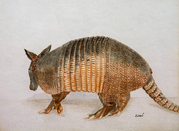 Armadillo Poster featuring the drawing Armadillo by Zina Stromberg