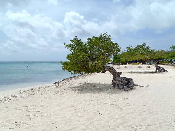 Aruba Poster featuring the photograph Aruba Divi Divi Tree by Curtis Krusie