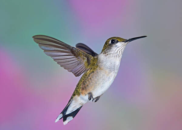 Ruby-throated Hummingbird Poster featuring the photograph Ascending by Leda Robertson