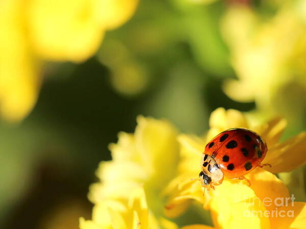 Red Poster featuring the photograph Asian Lady Beetle by Amanda Mohler