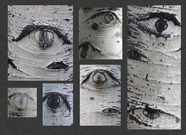 Aspen Poster featuring the photograph Aspen Eyes are Watching You by Conni Schaftenaar