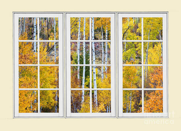 Window Poster featuring the photograph Aspen Tree Magic Cream Picture Window View 3 by James BO Insogna