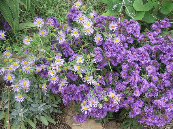 Asters Poster featuring the photograph Asters Light and Dark by Ron Monsour