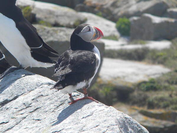 Atlantic Puffin Poster featuring the photograph Atlantic Puffin 2 by James Petersen