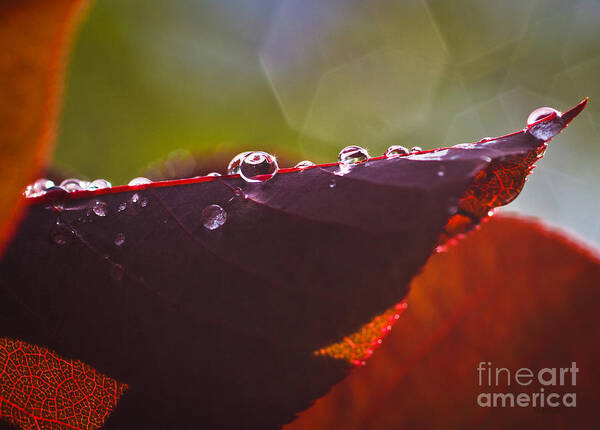 Autumn Abstract Poster featuring the photograph Autumn Abstract by Mitch Shindelbower
