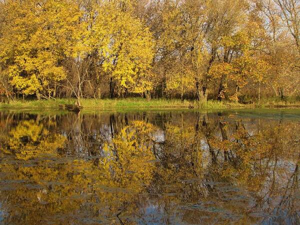 Trees Poster featuring the photograph Autumn Gold Reflections by Lori Frisch
