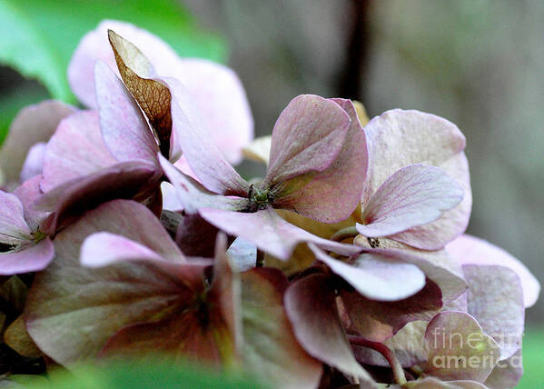Flowers. Autumn Poster featuring the photograph Autumn Hydrangea by Tatyana Searcy