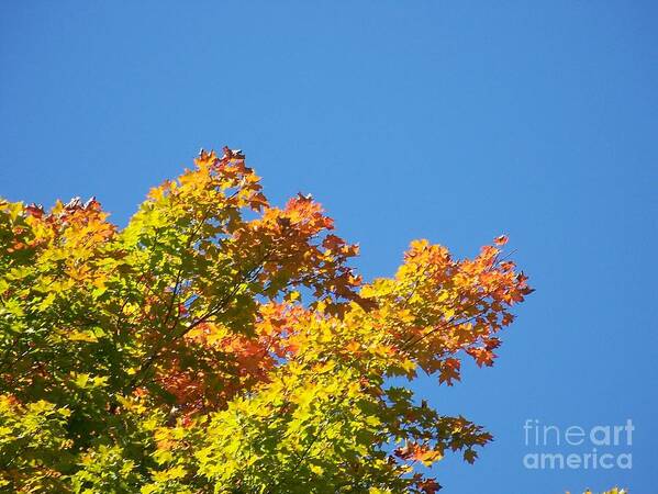 Autumn Leaves Poster featuring the photograph Autumn Leaves by Jackie Mueller-Jones