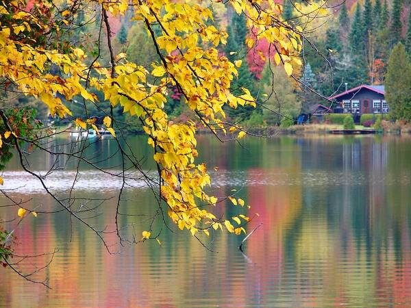 Autumn Poster featuring the photograph Autumn Reflection by Cristina Stefan