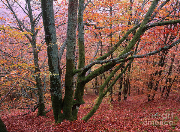 Landscape Poster featuring the photograph Autumn Woods In Sweden by Art Wolfe