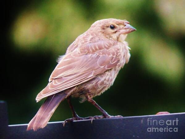Cowbird Poster featuring the photograph Baby Cowbird 2 by Judy Via-Wolff
