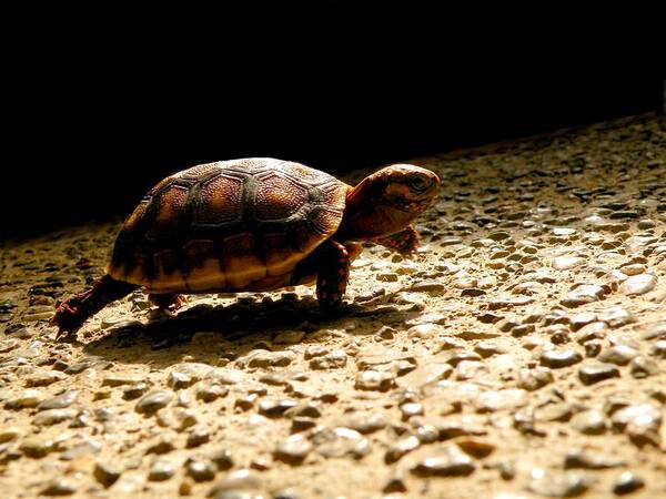 Turtle Poster featuring the photograph Baby Steps by Micki Findlay