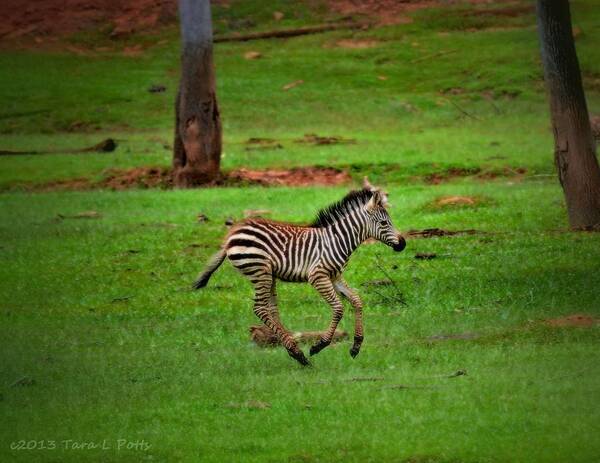 Zebra Poster featuring the photograph Baby Zebra Running by Tara Potts