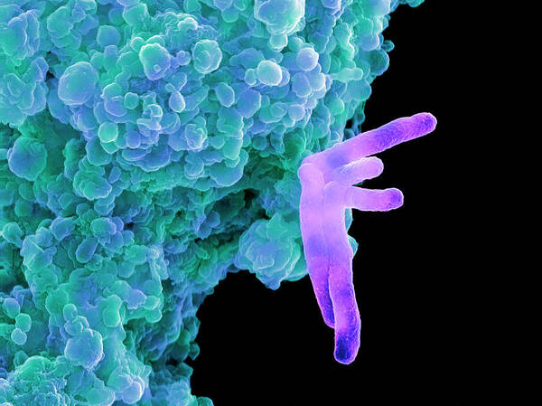 Mycobacterium Tuberculosis Poster featuring the photograph Bacteria Infecting A Macrophage by 
