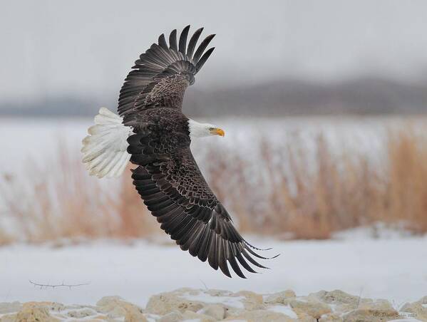 Bald Eagle Poster featuring the photograph Bald Eagle by Daniel Behm