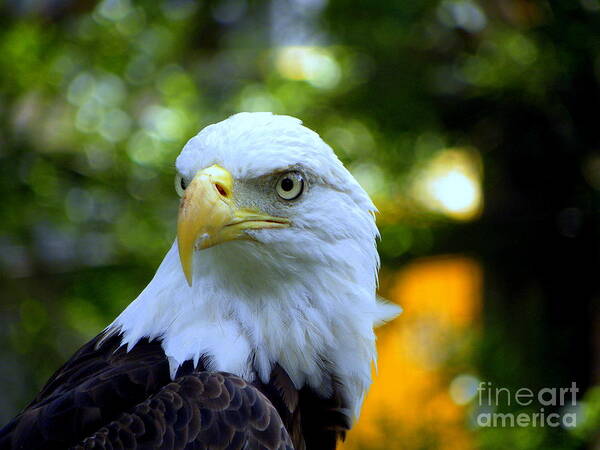 Bald Poster featuring the photograph Bald Eagle by Terri Mills