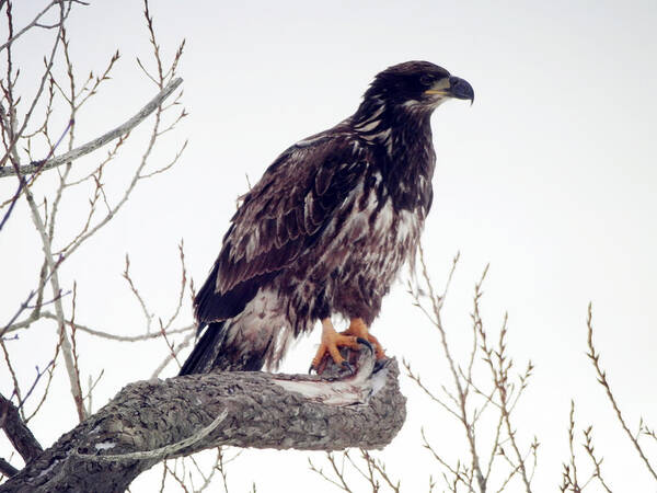 Bald Eagle Poster featuring the photograph Bald Eagle by Zinvolle Art