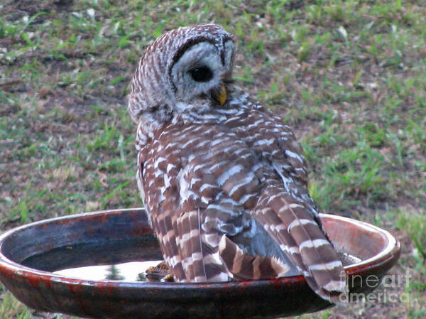 Barred Owl Poster featuring the photograph Barred Owl Taking a Dip by Jimmie Bartlett