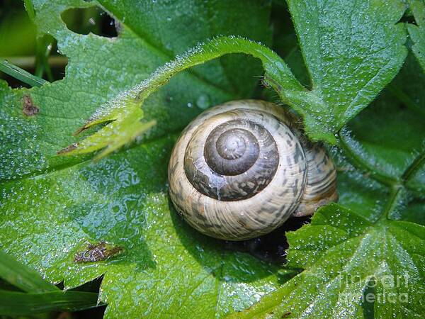 Snail Poster featuring the photograph Beautiful snail by Karin Ravasio