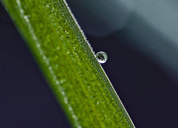 Nature Poster featuring the photograph Beauty In A Dew Drop by Michael Whitaker