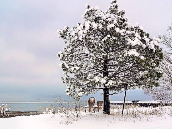 Tree Poster featuring the photograph Beauty in Winter by Janice Drew