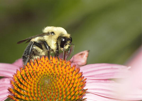 Flowers Poster featuring the photograph Bee at Work by Robert Culver