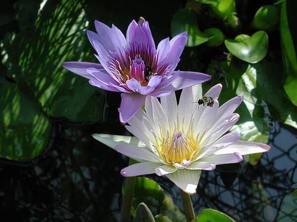 Waterlily Poster featuring the photograph Bee Lily by Mike Kling