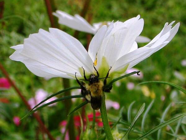 Bee Poster featuring the photograph Bee on Cosmos by Nina-Rosa Duddy