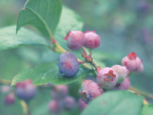 Berries Poster featuring the photograph Berries for You by Yuka Kato