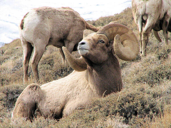 Big Poster featuring the photograph Big Bighorn Ram by Darcy Tate