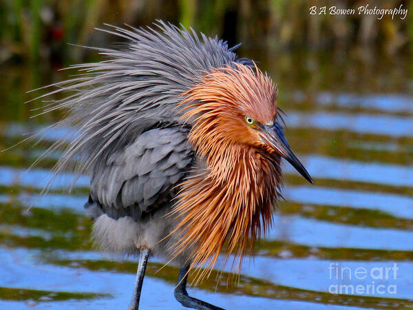 Reddish Egret Poster featuring the photograph Big Red all fuzzed out by Barbara Bowen