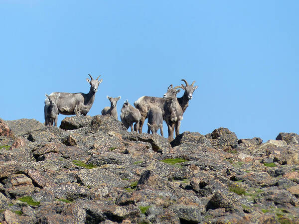 Sheep Poster featuring the photograph Bighorn Sheep by Thomas Samida