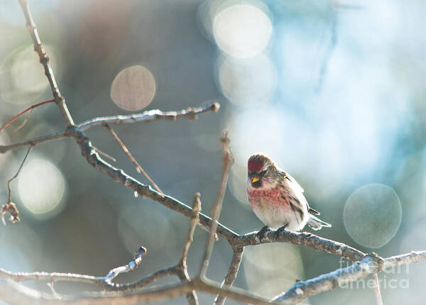 Landscapes Poster featuring the photograph Bird in Bokeh by Cheryl Baxter