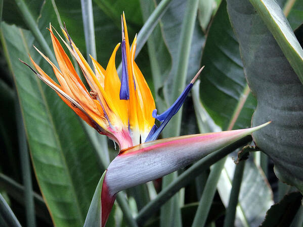 Floral Poster featuring the photograph Bird of Paradise Study 4 by Mary Haber