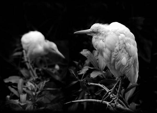 Birds Poster featuring the photograph Birds of a Feather by Wayne Sherriff