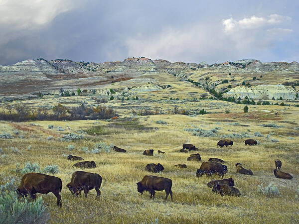 Feb0514 Poster featuring the photograph Bison Herd On Praire Theodore Roosevelt by Tim Fitzharris